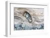 Washington, Olympic National Park. Beach Wood and Pebbles-Jaynes Gallery-Framed Premium Photographic Print