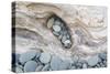 Washington, Olympic National Park. Beach Wood and Pebbles-Jaynes Gallery-Stretched Canvas