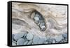 Washington, Olympic National Park. Beach Wood and Pebbles-Jaynes Gallery-Framed Stretched Canvas