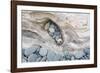 Washington, Olympic National Park. Beach Wood and Pebbles-Jaynes Gallery-Framed Photographic Print