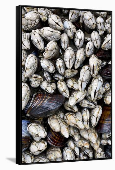 Washington, Olympic National Park. Gooseneck Barnacles and Clams-Jaynes Gallery-Framed Stretched Canvas