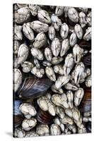 Washington, Olympic National Park. Gooseneck Barnacles and Clams-Jaynes Gallery-Stretched Canvas