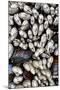 Washington, Olympic National Park. Gooseneck Barnacles and Clams-Jaynes Gallery-Mounted Photographic Print