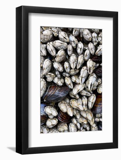 Washington, Olympic National Park. Gooseneck Barnacles and Clams-Jaynes Gallery-Framed Photographic Print