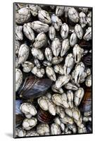 Washington, Olympic National Park. Gooseneck Barnacles and Clams-Jaynes Gallery-Mounted Photographic Print