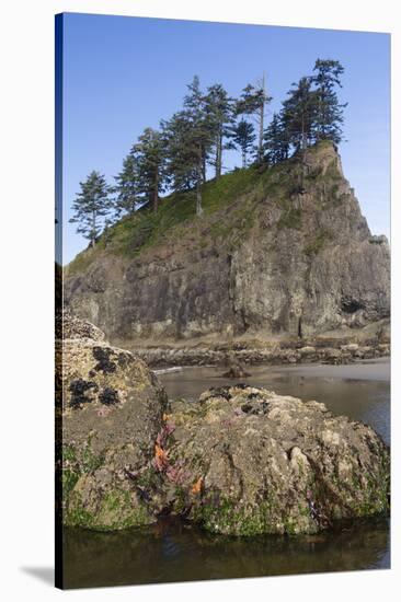 Washington, Olympic National Park, Second Beach, Ochre Sea Stars and Seastack-Jamie And Judy Wild-Stretched Canvas