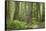 Washington, Olympic NP. Old Growth Forest on Barnes Creek Trail-Don Paulson-Framed Stretched Canvas