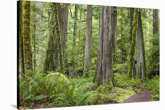 Washington, Olympic NP. Old Growth Forest on Barnes Creek Trail-Don Paulson-Stretched Canvas