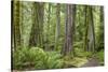 Washington, Olympic NP. Old Growth Forest on Barnes Creek Trail-Don Paulson-Stretched Canvas