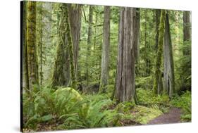 Washington, Olympic NP. Old Growth Forest on Barnes Creek Trail-Don Paulson-Stretched Canvas