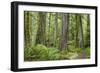 Washington, Olympic NP. Old Growth Forest on Barnes Creek Trail-Don Paulson-Framed Photographic Print