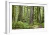 Washington, Olympic NP. Old Growth Forest on Barnes Creek Trail-Don Paulson-Framed Photographic Print