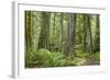 Washington, Olympic NP. Old Growth Forest on Barnes Creek Trail-Don Paulson-Framed Photographic Print