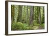 Washington, Olympic NP. Old Growth Forest on Barnes Creek Trail-Don Paulson-Framed Photographic Print