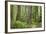 Washington, Olympic NP. Old Growth Forest on Barnes Creek Trail-Don Paulson-Framed Photographic Print