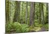 Washington, Olympic NP. Old Growth Forest on Barnes Creek Trail-Don Paulson-Mounted Photographic Print