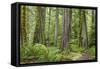 Washington, Olympic NP. Old Growth Forest on Barnes Creek Trail-Don Paulson-Framed Stretched Canvas