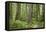 Washington, Olympic NP. Old Growth Forest on Barnes Creek Trail-Don Paulson-Framed Stretched Canvas