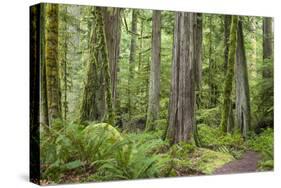 Washington, Olympic NP. Old Growth Forest on Barnes Creek Trail-Don Paulson-Stretched Canvas