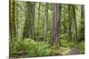 Washington, Olympic NP. Old Growth Forest on Barnes Creek Trail-Don Paulson-Mounted Photographic Print