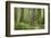 Washington, Olympic NP. Old Growth Forest on Barnes Creek Trail-Don Paulson-Framed Photographic Print