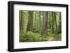 Washington, Olympic NP. Old Growth Forest on Barnes Creek Trail-Don Paulson-Framed Photographic Print