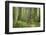 Washington, Olympic NP. Old Growth Forest on Barnes Creek Trail-Don Paulson-Framed Photographic Print