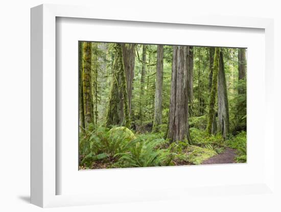 Washington, Olympic NP. Old Growth Forest on Barnes Creek Trail-Don Paulson-Framed Photographic Print