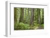 Washington, Olympic NP. Old Growth Forest on Barnes Creek Trail-Don Paulson-Framed Photographic Print