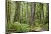 Washington, Olympic NP. Old Growth Forest on Barnes Creek Trail-Don Paulson-Mounted Photographic Print