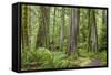 Washington, Olympic NP. Old Growth Forest on Barnes Creek Trail-Don Paulson-Framed Stretched Canvas