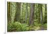 Washington, Olympic NP. Old Growth Forest on Barnes Creek Trail-Don Paulson-Framed Photographic Print