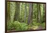 Washington, Olympic NP. Old Growth Forest on Barnes Creek Trail-Don Paulson-Framed Photographic Print