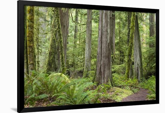 Washington, Olympic NP. Old Growth Forest on Barnes Creek Trail-Don Paulson-Framed Photographic Print