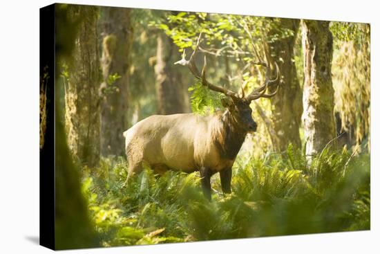 Washington, Olympic, Quinault River. Roosevelt Elk Bull-Steve Kazlowski-Stretched Canvas