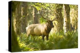 Washington, Olympic, Quinault River. Roosevelt Elk Bull-Steve Kazlowski-Stretched Canvas