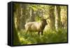 Washington, Olympic, Quinault River. Roosevelt Elk Bull-Steve Kazlowski-Framed Stretched Canvas