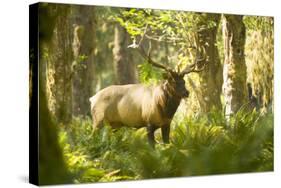 Washington, Olympic, Quinault River. Roosevelt Elk Bull-Steve Kazlowski-Stretched Canvas