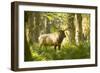 Washington, Olympic, Quinault River. Roosevelt Elk Bull-Steve Kazlowski-Framed Photographic Print