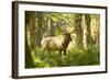 Washington, Olympic, Quinault River. Roosevelt Elk Bull-Steve Kazlowski-Framed Photographic Print