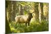 Washington, Olympic, Quinault River. Roosevelt Elk Bull-Steve Kazlowski-Mounted Photographic Print