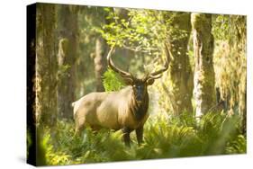 Washington, Olympic, Quinault River. Roosevelt Elk Bull-Steve Kazlowski-Stretched Canvas