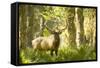 Washington, Olympic, Quinault River. Roosevelt Elk Bull-Steve Kazlowski-Framed Stretched Canvas