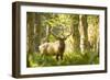 Washington, Olympic, Quinault River. Roosevelt Elk Bull-Steve Kazlowski-Framed Photographic Print