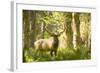 Washington, Olympic, Quinault River. Roosevelt Elk Bull-Steve Kazlowski-Framed Photographic Print