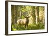 Washington, Olympic, Quinault River. Roosevelt Elk Bull-Steve Kazlowski-Framed Photographic Print