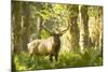 Washington, Olympic, Quinault River. Roosevelt Elk Bull-Steve Kazlowski-Mounted Photographic Print