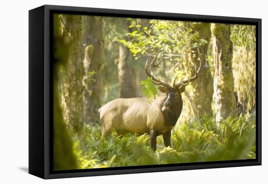 Washington, Olympic, Quinault River. Roosevelt Elk Bull-Steve Kazlowski-Framed Stretched Canvas