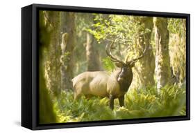 Washington, Olympic, Quinault River. Roosevelt Elk Bull-Steve Kazlowski-Framed Stretched Canvas
