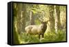 Washington, Olympic, Quinault River. Roosevelt Elk Bull-Steve Kazlowski-Framed Stretched Canvas